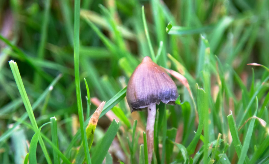 game of shrooms jesup ga