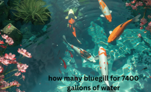 how many bluegill for 7400 gallons of water