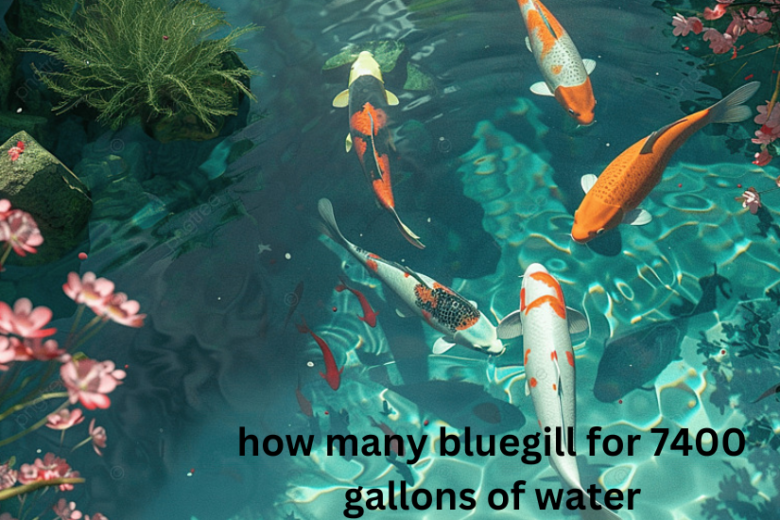 how many bluegill for 7400 gallons of water