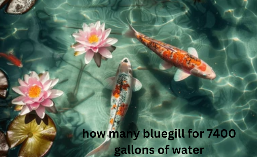 how many bluegill for 7400 gallons of water