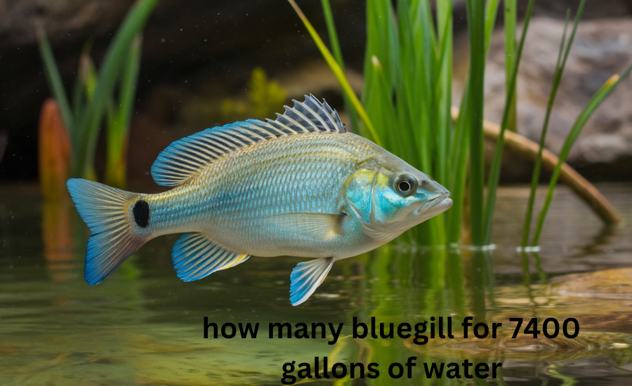 how many bluegill for 7400 gallons of water